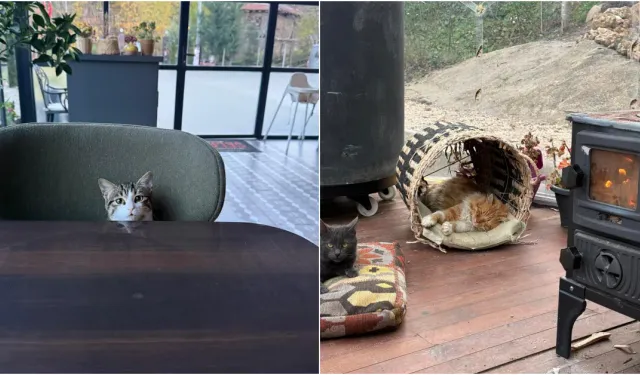 İnegöl’de Evini Kedilere Sıcak Yuvaya Dönüştürdü