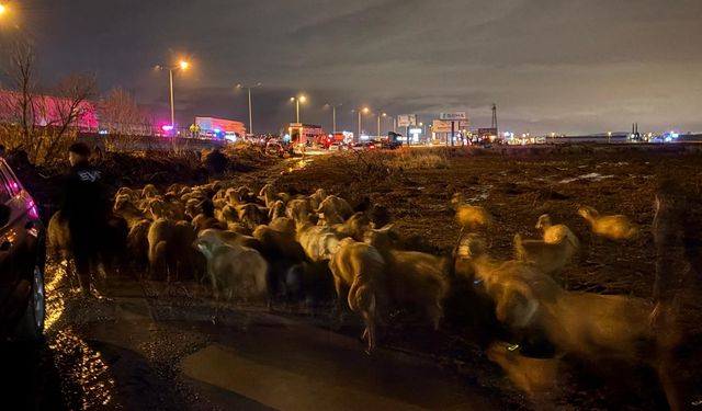 Kayseri’de 200 hayvan tahliye edildi