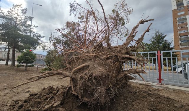 Kayseri'de şiddetli rüzgar ağacı kökünden söktü