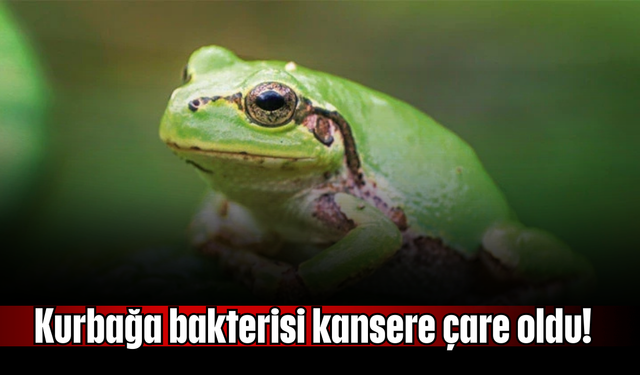 Kurbağa bakterisi kansere çare oldu!