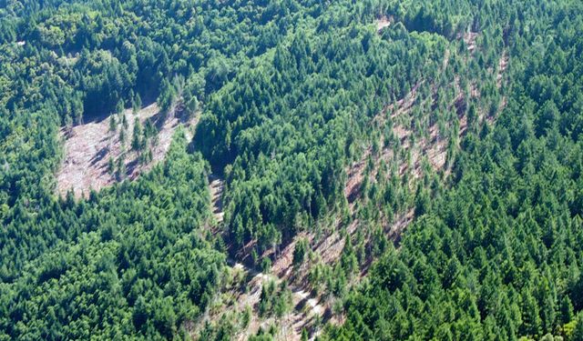 ORMAN AMENAJMAN PLANI VE HARİTALARININ YAPIM İŞLERİNE AİT DANIŞMANLIK HİZMETİ ALINACAKTIR