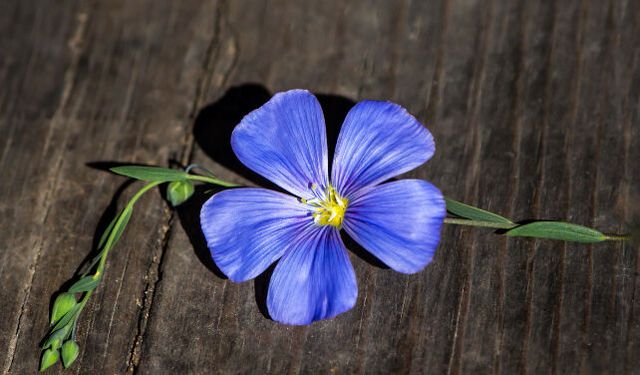 Unutma Beni Günü | 24 Şubat Ne Günü? 24 Şubat Dünyada ve Türkiye’de Ne Günü? 24 Şubat Ne Burcu?