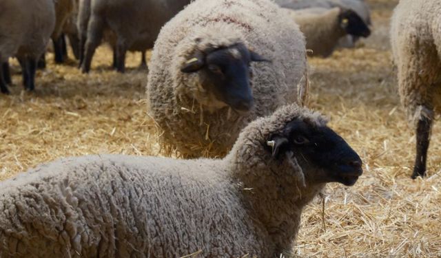 Yılların Merinos Koyunu'na yeni rakip geldi!
