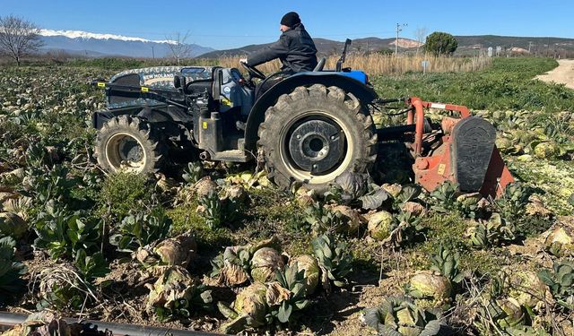 Beyaz lahanada ne çiftçi kazandı ne de tüketici ucuza yedi