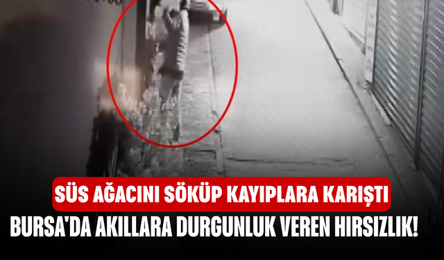Bursa'da akıllara durgunluk veren hırsızlık! Süs ağacını söküp kayıplara karıştı