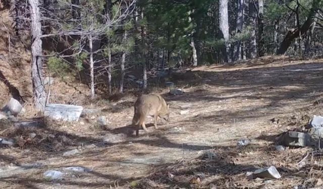 Bursa'da çakallar fotokapana yakalandı!