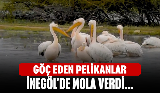 Göç eden pelikanlar İnegöl'de mola verdi...