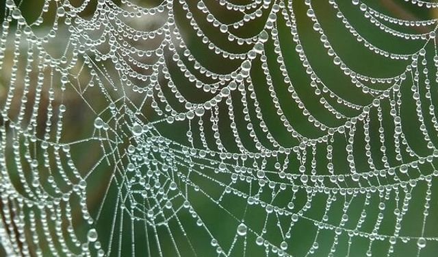 Bilim Dünyasında Büyük Atılım! Örümcek Ağları İnsan Sinirlerini Onarıyor