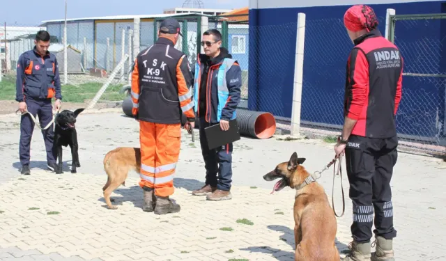 İNDAK K9 Köpeklerine AFAD'dan Görev Yeterlilik Sertifikası