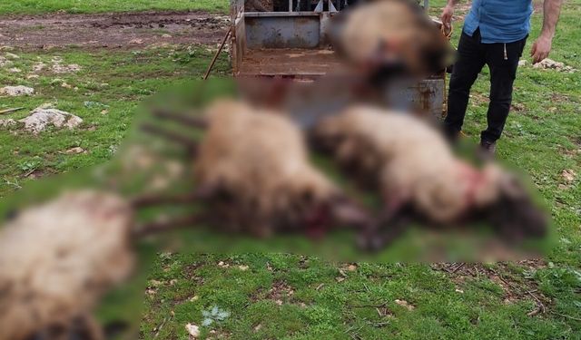 Mardin’de yıldırım düşmesi sonucu 8 küçükbaş hayvan telef oldu