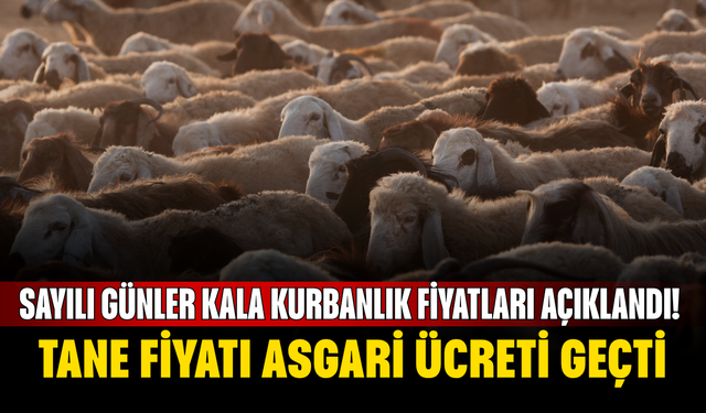 Sayılı günler kala kurbanlık fiyatları açıklandı! Tane fiyatı asgari ücreti geçti