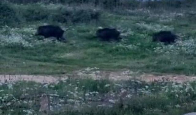 Bursa'da domuz sürüsü şehre indi