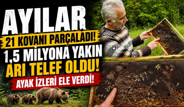 Bursa’da Ayılar Arı Kovanlarını Parçaladı: 1,5 Milyona Yakın Arı Telef Oldu