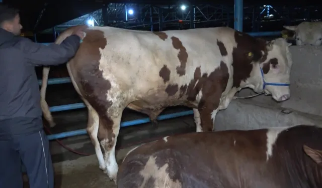 Kurban Kimler İçin Gereklidir? Dini Hükmü ve Şartlarıyla Kurban İbadeti