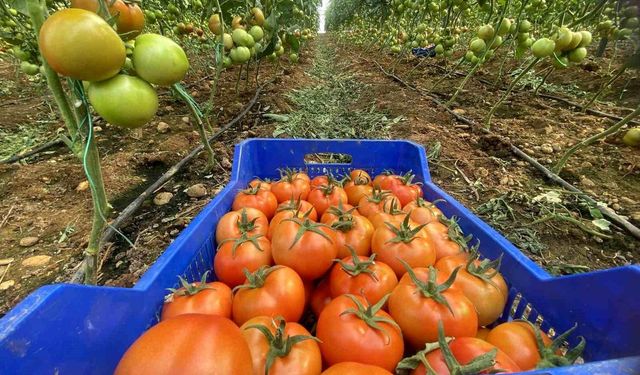 Domates 400 liraya dayandı! Yaz ucuzluğu rafa kalktı