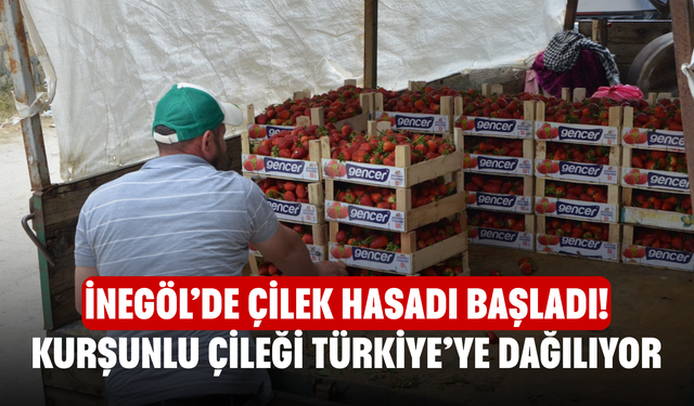 İnegöl’de Çilek Hasadı Başladı! Kurşunlu Çileği Türkiye’ye Dağılıyor