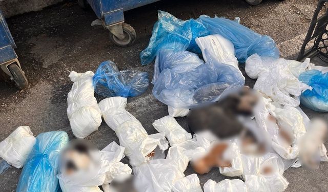 İzmir'de poşetler içinde 33 ölü kedi bulundu