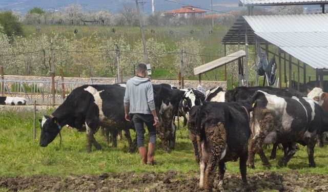 Finans Sektörünü Bıraktı, Çocukluk Aşkı Hayvancılığa Döndü