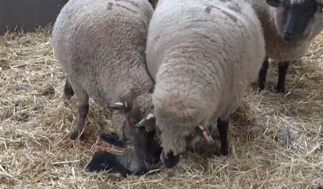 Yeni Doğan Kuzuyu İki Anne Koyun Paylaşamadı