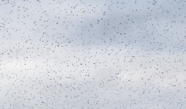 Elazığ’da ender rastlanan doğa olayı