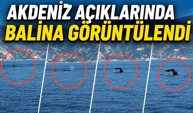Akdeniz Açıklarında Balina Görüntülendi
