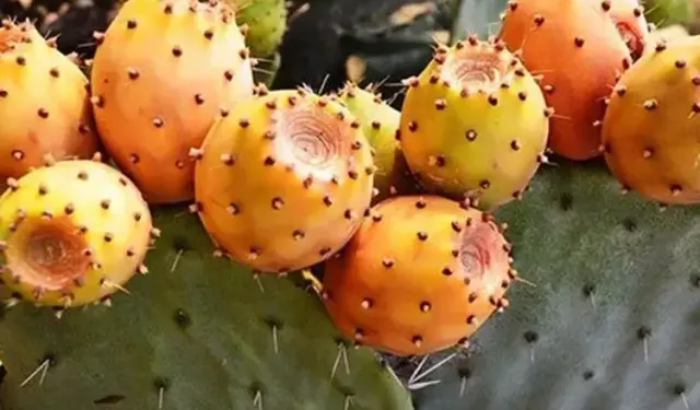 Dışı Dikenli, İçi Şifa Dolu! Dikenli İncirin Bilinmeyen Faydaları Herkesi Şaşırttı