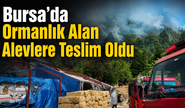 Bursa’da Ormanlık Alan Alevlere Teslim Oldu