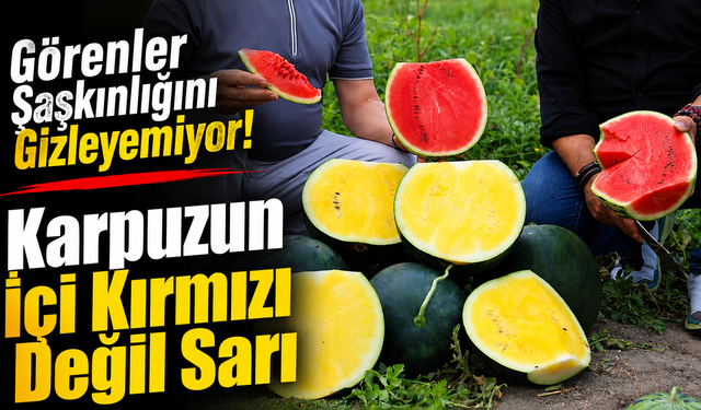 Görenler Şaşkınlığını Gizleyemiyor! Karpuzun İçi Kırmızı Değil Sarı
