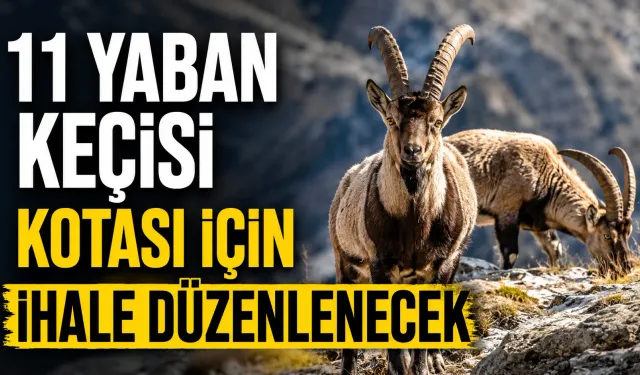 11 yaban keçisi kotası için ihale düzenlenecek