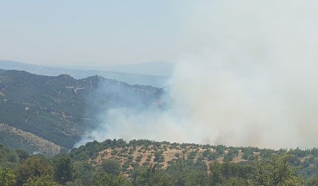 Aydın’da Orman Yangını