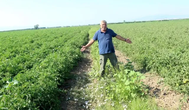 Karacabeyli Çiftçiden Çeltik İlaçlı Su İsyanı: “Yıllardır Çözüm Bekliyoruz”