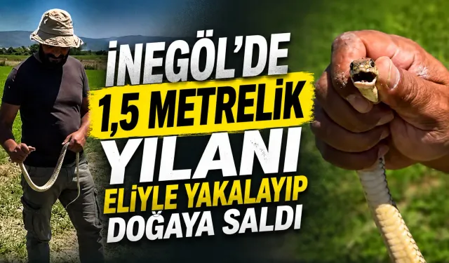 İnegöl’de 1,5 metrelik yılanı eliyle yakalayıp doğaya saldı