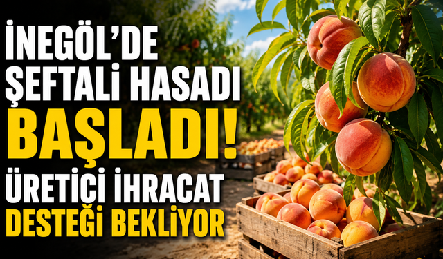 İnegöl’de Şeftali Hasadı Başladı! Üretici İhracat Desteği Bekliyor