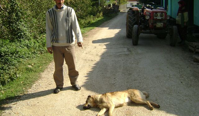 İnegöl’de Köylere Bırakılan Başıboş Köpeklerde Dikkat Çeken Detay
