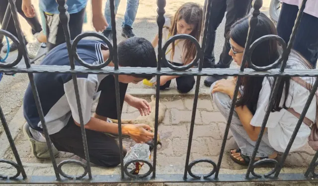 Kestel’de yaralanan yavru köpeğin başından ayrılmadılar