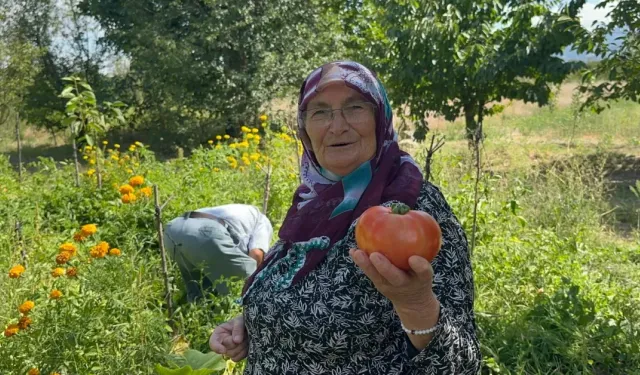 Ata tohumu ve güvercin gübresiyle yetiştirdiği domatesler görenleri şaşırtıyor