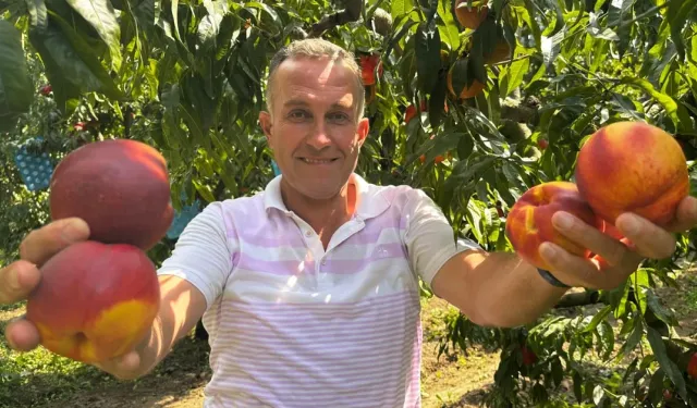 Bursa’da nektarin fiyatı yeniden yükseldi: Tarlada 30-40 lirayı gördü
