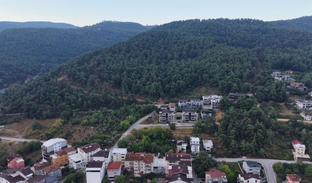 Bursa'nın o mahallesinde 'Ayı' korkusu