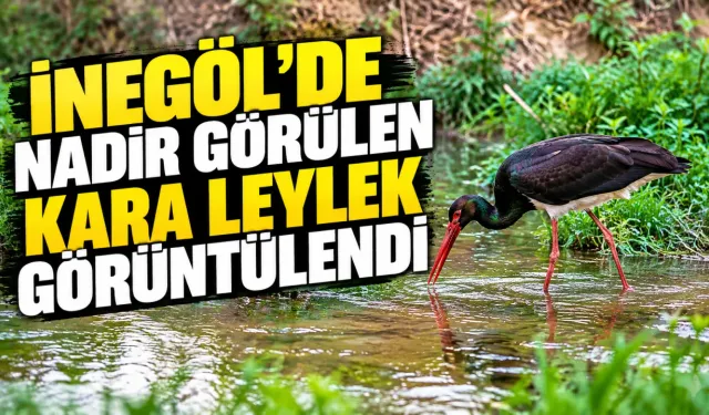 İnegöl’de nadir görülen kara leylek görüntülendi