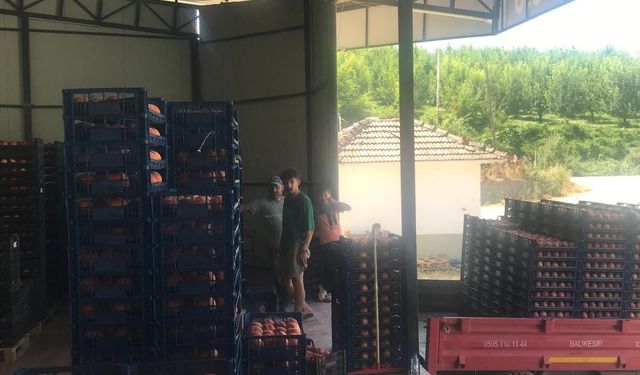 İnegöl'de Şeftali ve Erik Hasadında Sona Gelindi: Çiftçinin Son Umudu Kış Armudu