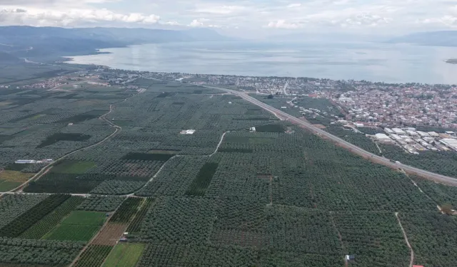 İznik’te “sarı altın” hasadı başladı: Müşküle üzümünde rekolte yüz güldürdü