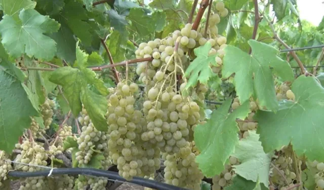 İçki üreticisine üzüm ve arpa satmak caiz mi? Dinî hükmü ve gerekçeleri