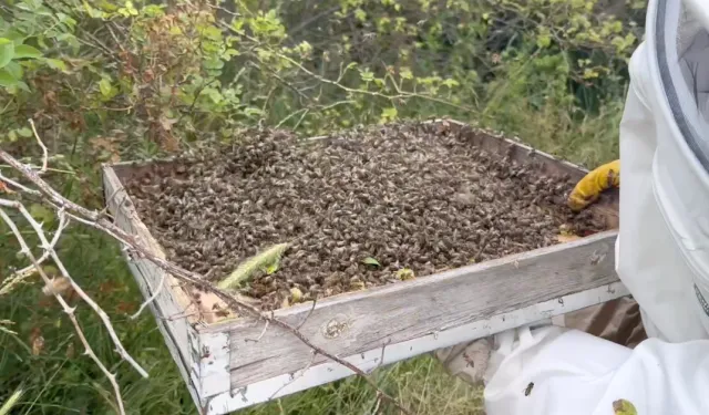 Oğul veren binlerce arı çalılığı sardı: Arıcı kovana topladı