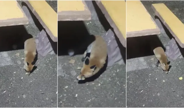 Uludağ’da yiyecek arayan tilki vatandaşların yanına kadar geldi