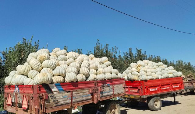 İnegöl'ün kabak üretim merkezi Çeltikçi'de hasat başladı