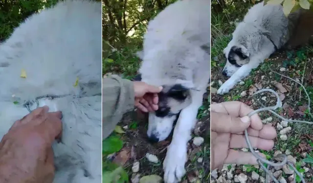 Bursa'da ormana kurulan tuzağa köpek yakalandı! Ekipler kurtardı