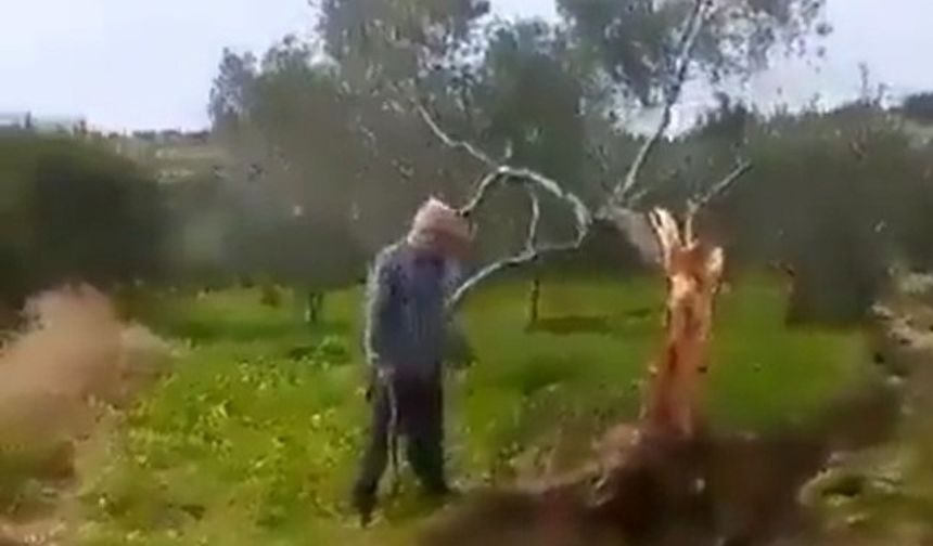 Fay ikiye böldüğü ağacı 10 metre taşıdı