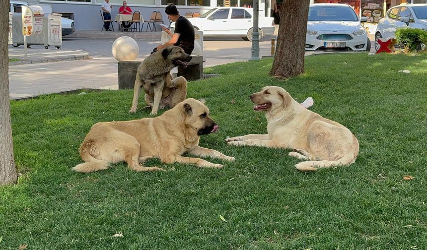 Başıboş Köpeklere Yönelik Kanun Teklifinin İlk Maddeleri Kabul Edildi
