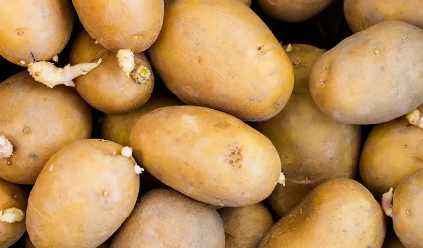 Bu Patatesler Zehirliyor! Aman Dikkat: Patatesin Karanlık Tarafı Solanin