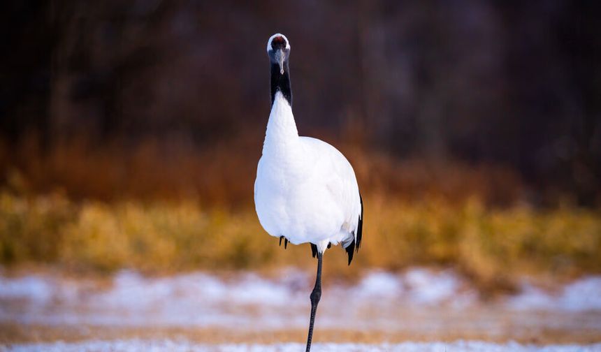 Kuşlar Tek Ayakları Üzerinde Nasıl Uyuyabiliyor? İşte Kuşlar Hakkında İlginç Bilgiler!